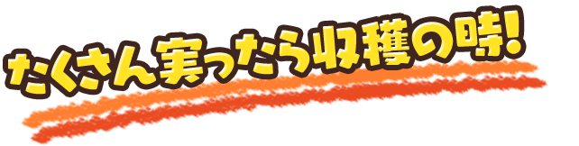 たくさん実ったら収穫の時！