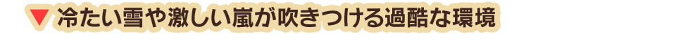 冷たい雪や激しい嵐が吹きつける過酷な環境