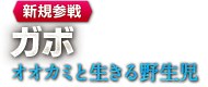 【新規参戦】ガボ