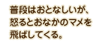 普段はおとなしいが、怒るとおなかのマメを飛ばしてくる。